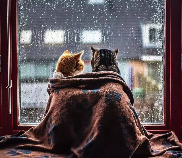 两只一起在窗前看雨的猫咪,甜蜜样子让网友心碎:猫都比我幸福!