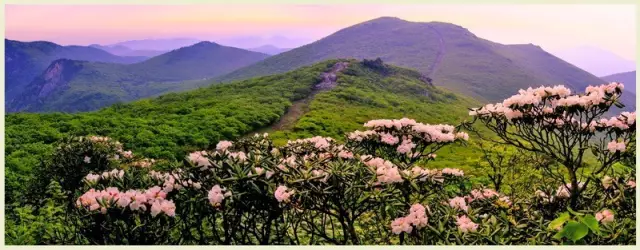 大树华盖闻九州(天目山)