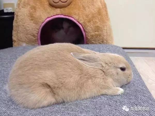 兔子睡觉的描写