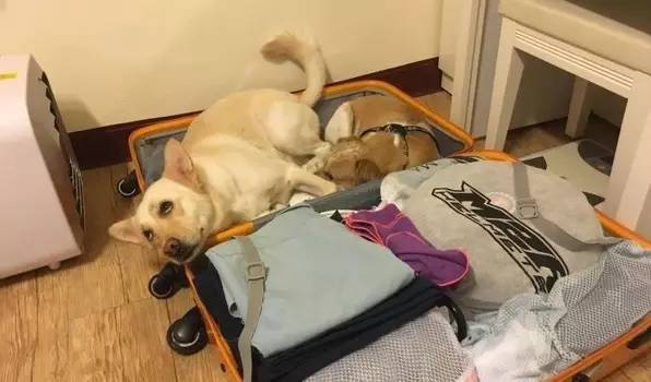 听说粑粑要出差,两只狗娃赶紧睡到行李箱里:求打包带走!
