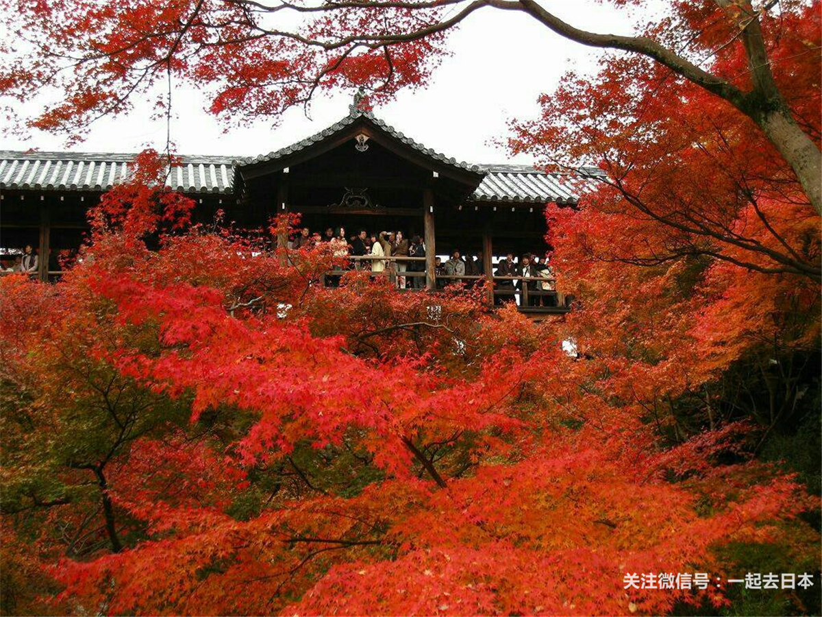 Tripadvisor旅行者之選 日本最佳紅葉名所 雪花新闻