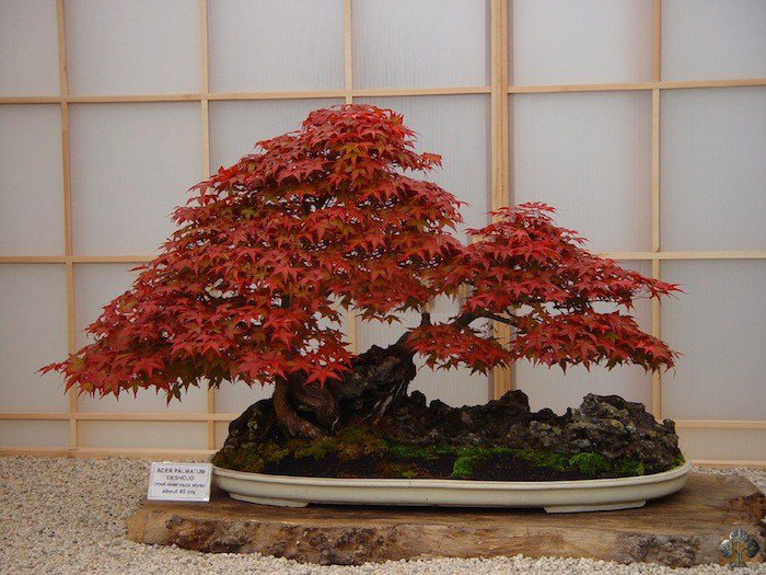 日本红枫,美国红枫 ,中国红枫那个栽观赏盆景好