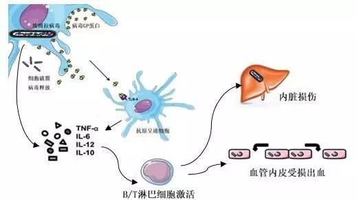 感冒死亡人口_感冒图片难受图片(3)