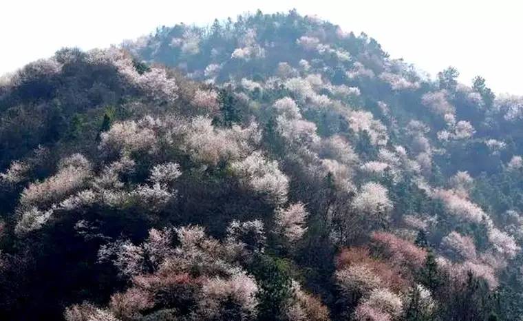 到了才知道,今年3月名噪一时的浙江最大野生樱花林就在村旁的群山中