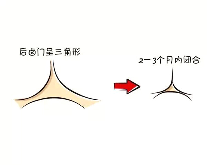 宝小脑袋的发育状况，可以看出很多端倪