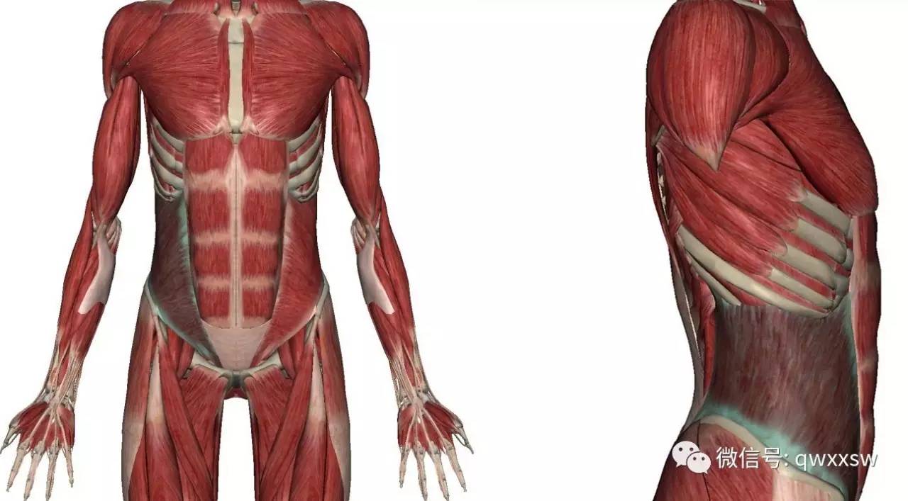 精进专题肌肉篇——腹内斜肌,腹外斜肌