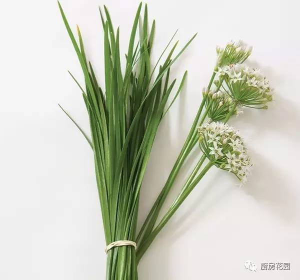 厨房花园 | 韭菜花啊,留着你看花还是把你做成酱呢?