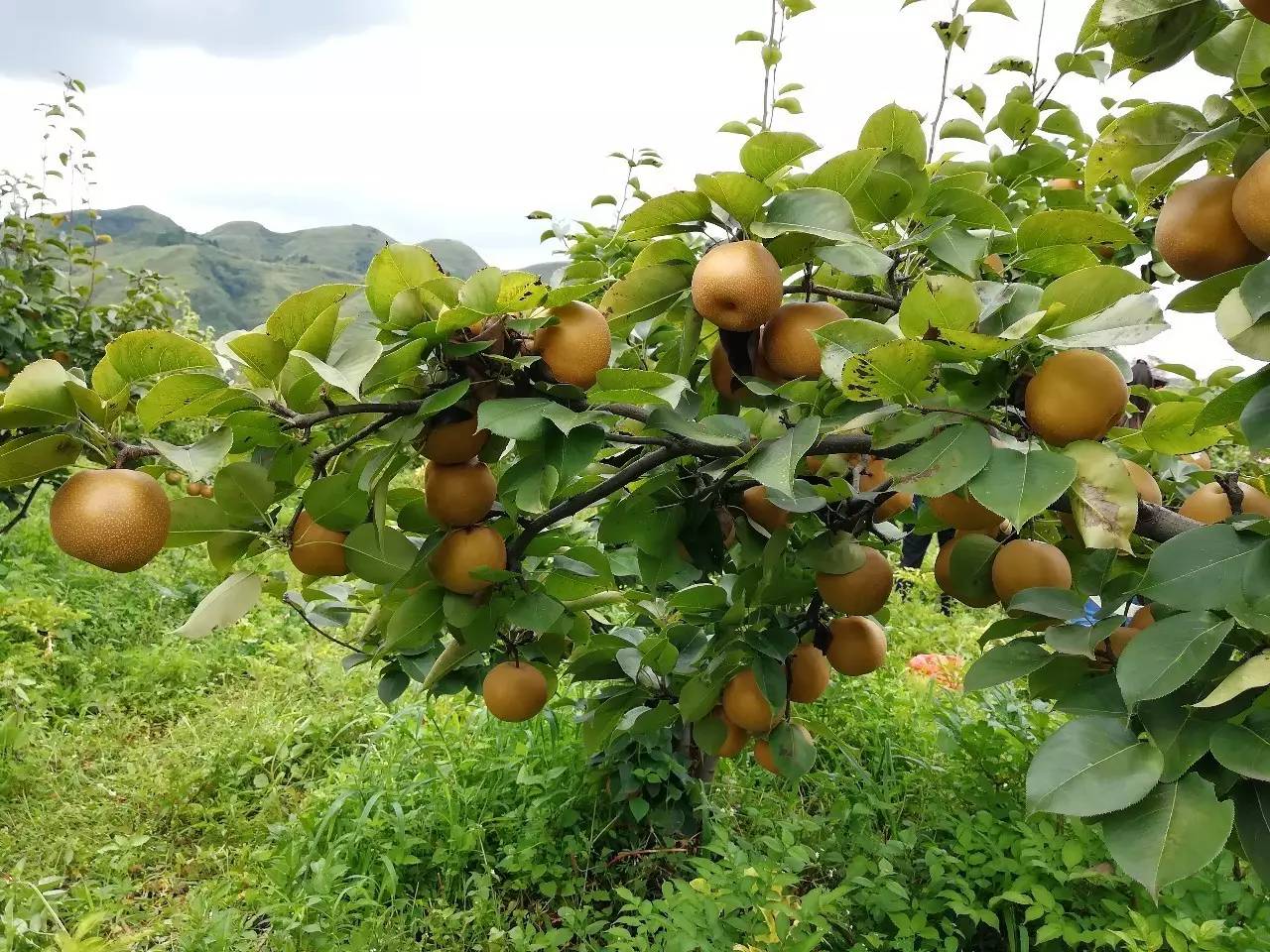 在果园里,可以免费吃梨子,随摘随吃,绝对让吃货们大快朵颐!