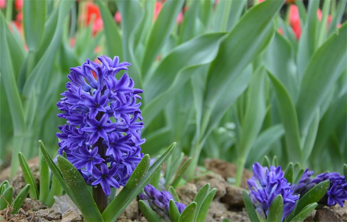 风信子(学名:hyacinthus orientalis)