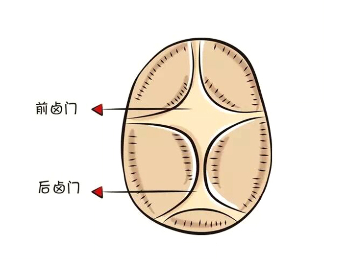 宝小脑袋的发育状况，可以看出很多端倪