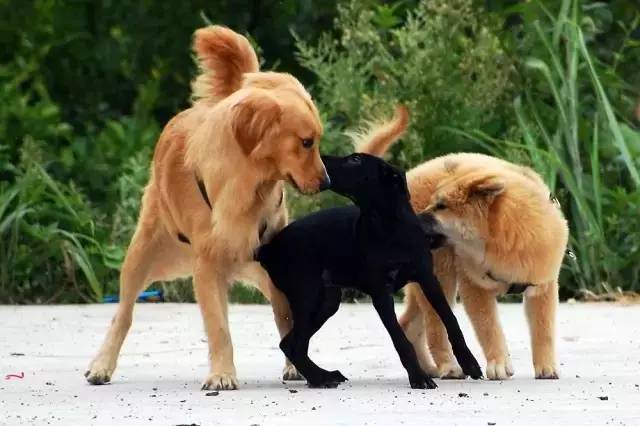 狗狗们最独特的社交方式绝不外传