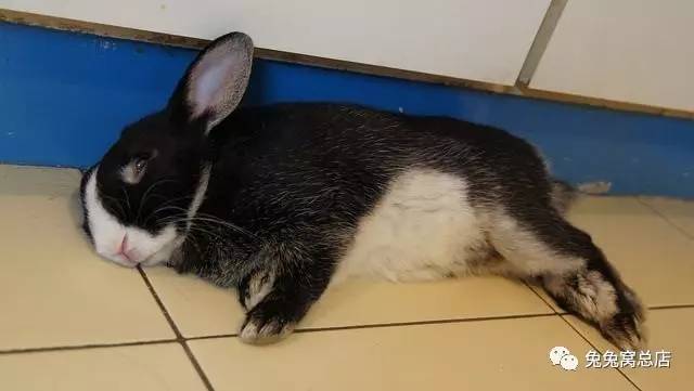 兔子睡觉的描写