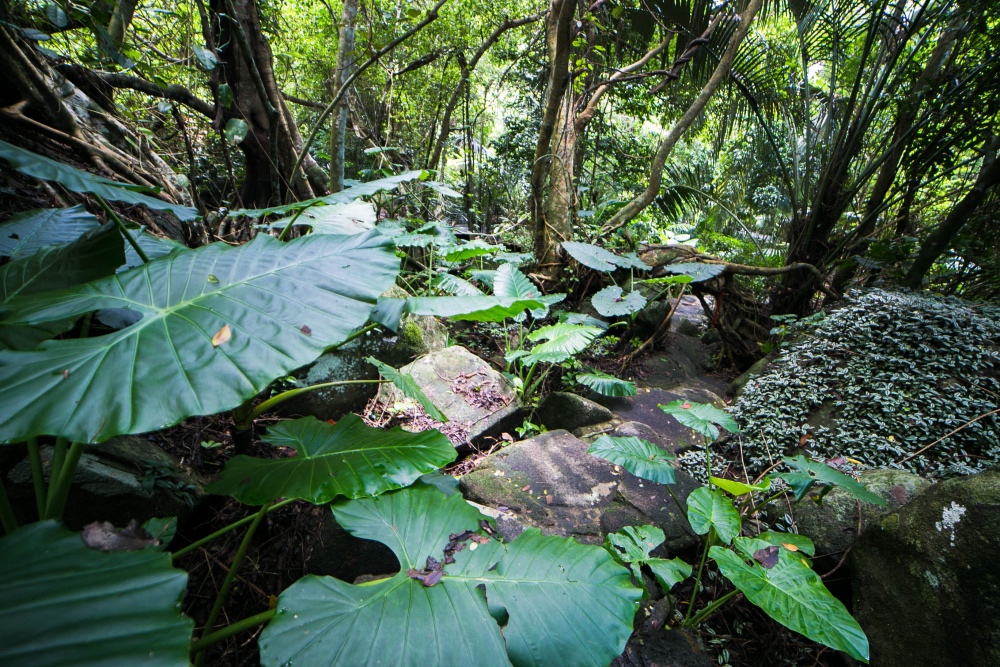 中国亚马逊热带雨林，寻找血兰花，惊现杀人树