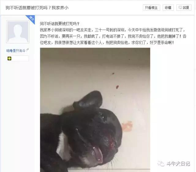 把狗打死了怎么办