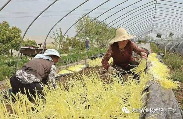 致富种植什么比较赚大钱_致富经种植_致富种植业