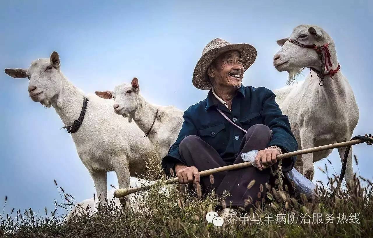 问来世,我还要做一个养羊人!