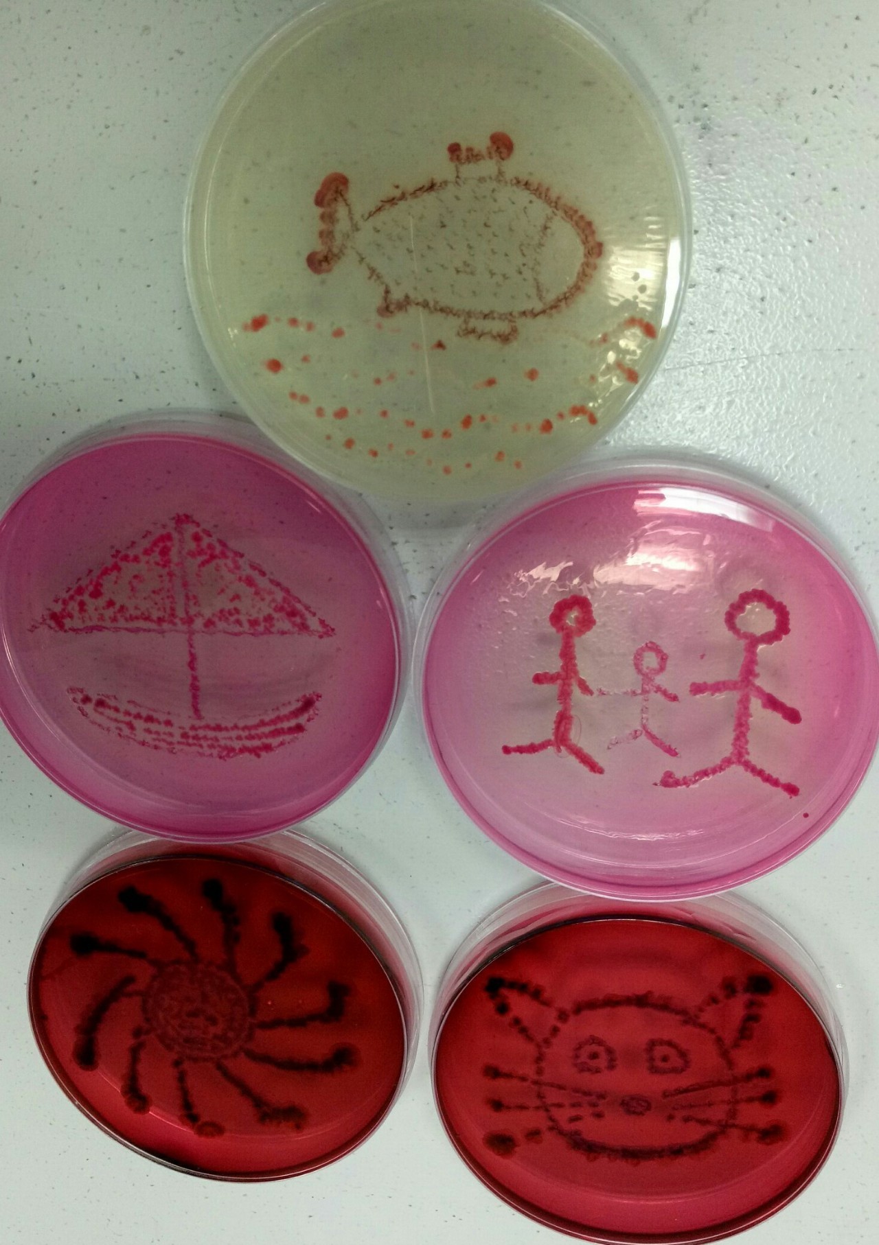 第一届中国微生物培养皿艺术大赛赛讯发布以来得到了国内外生物相关