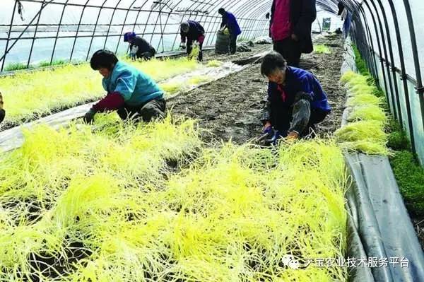 致富种植业_致富种植什么比较赚大钱_致富经种植