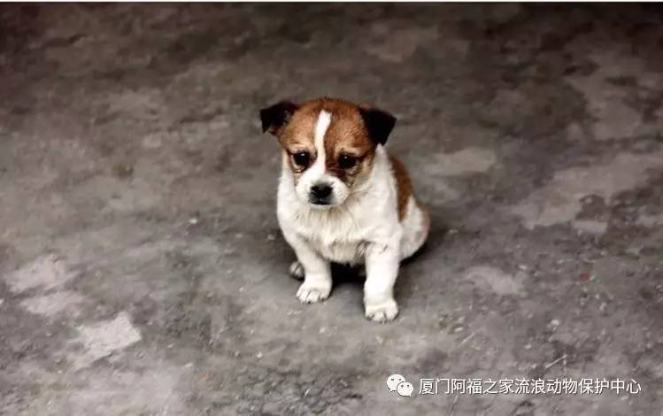 怀孕了不能养狗丧家犬还你一个正名