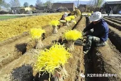 致富种植业_致富种植什么比较赚大钱_致富经种植