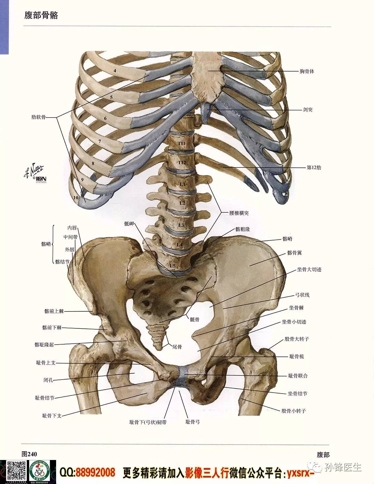 四、阴道-人体解剖学-医学