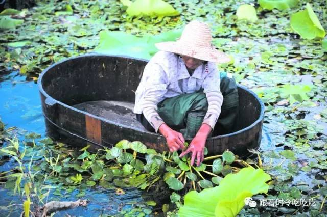 "我们俩划着船儿,采红菱呀采红菱"