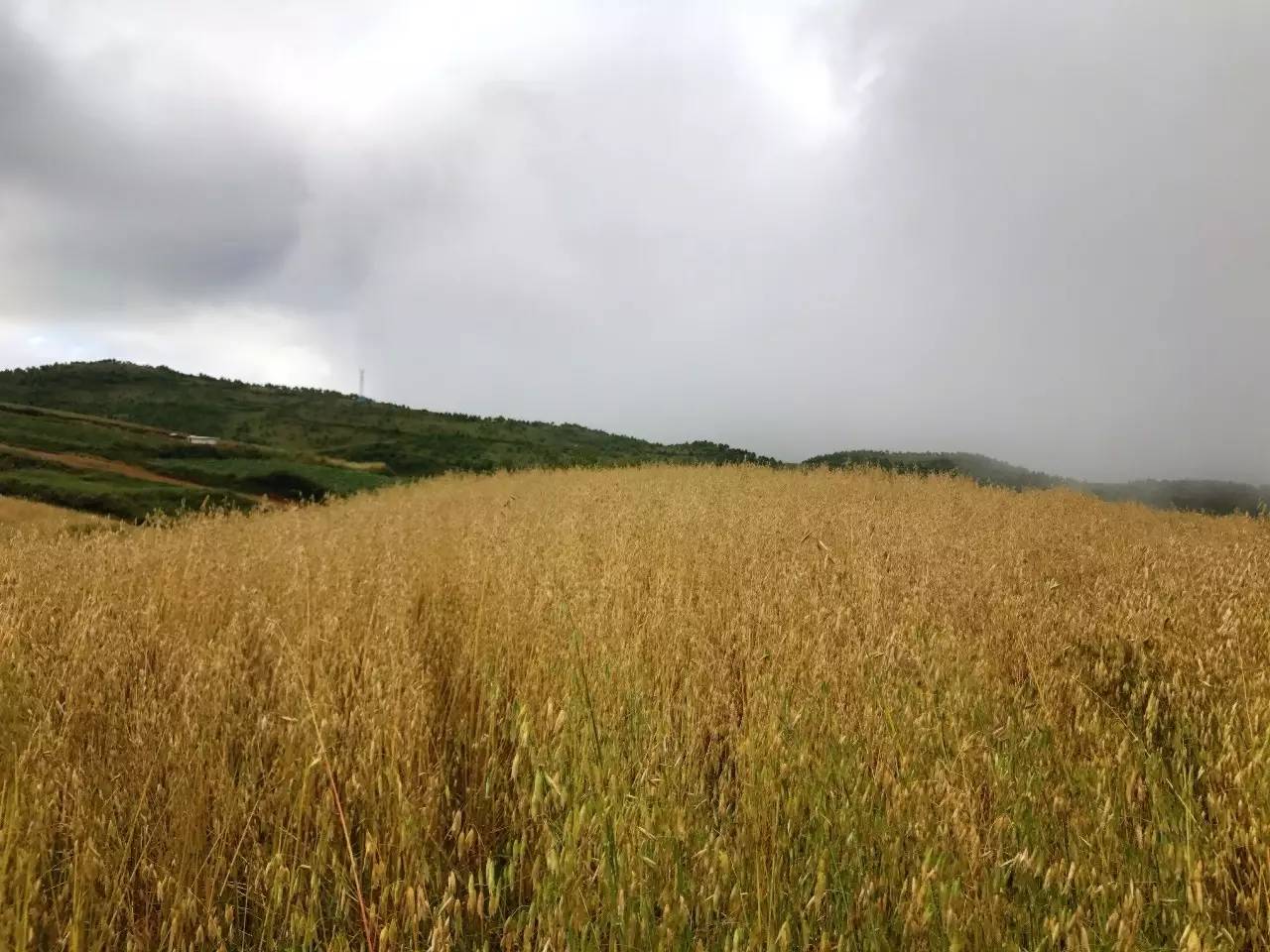 随手一拍大山包荞麦熟了现在的样子