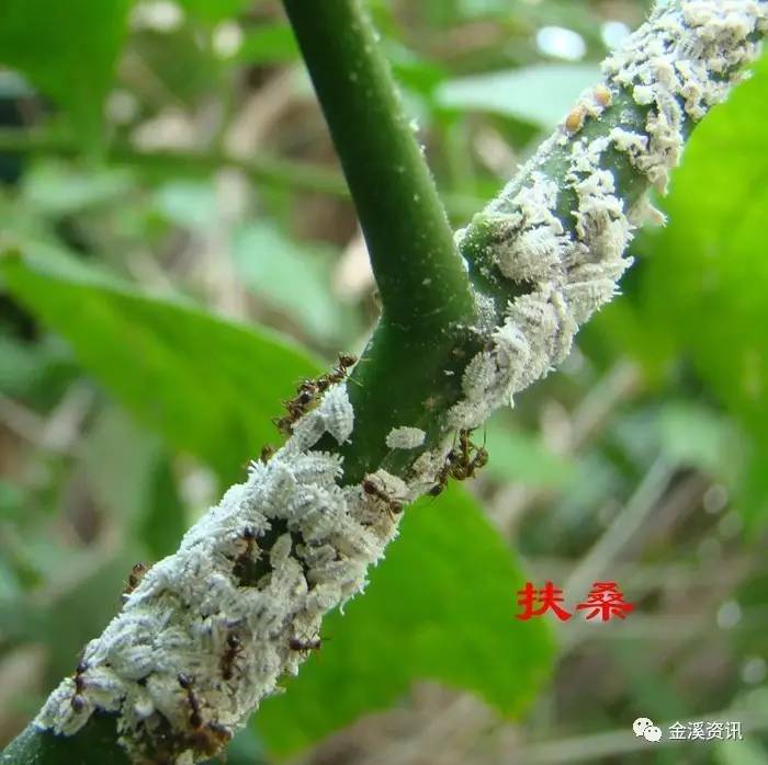 扶桑绵粉蚧主要危害植物的幼嫩部位,包括嫩枝,叶片,花芽和叶柄,以雌