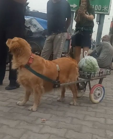 暖心!大金毛拉着小车照顾老人,眼神从未离开老人半步