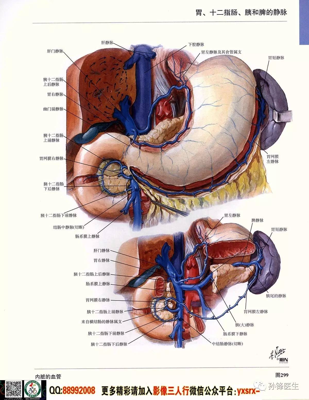 医学干货超高清的奈特人体解剖彩色图谱61腹部下