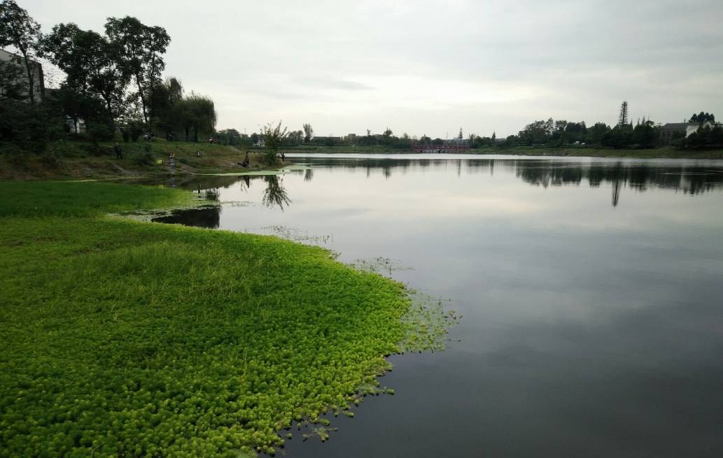 散步,野餐的好去处 下面就跟着发仔散步一圈 双流-白河湿地公园 双流