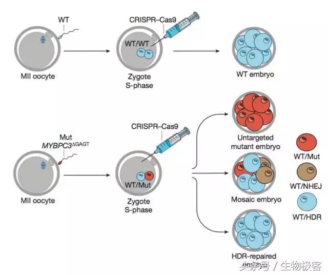 CRISPR-人胚胎修复致病基因