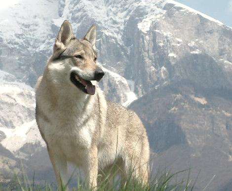 no1:捷克狼犬 捷克狼犬是由混合喀尔巴阡狼与纯种德国牧羊犬培育而成