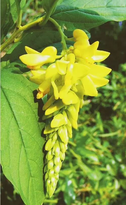 9月5日 | 黄花倒水莲 · 深圳植物日历