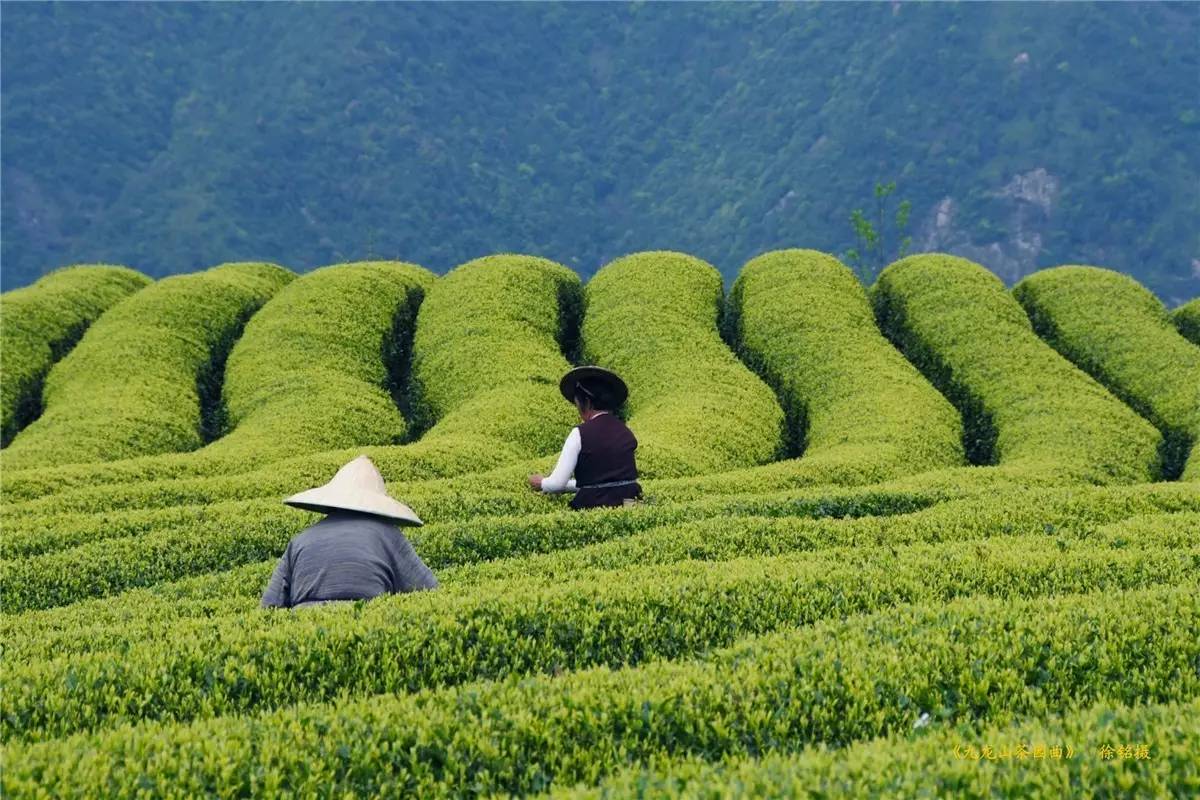 寻找全国最美的茶园原来就在你身边