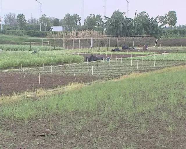 菜农潘大哥在伦教承包了4亩半土地种菜,上段时间,天鸽,帕卡两场台风