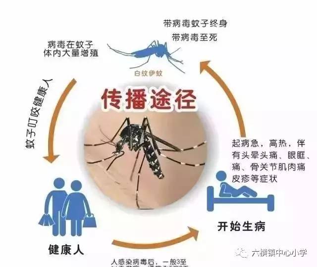 第3期【绿色六小】防治登革热 我们在行动