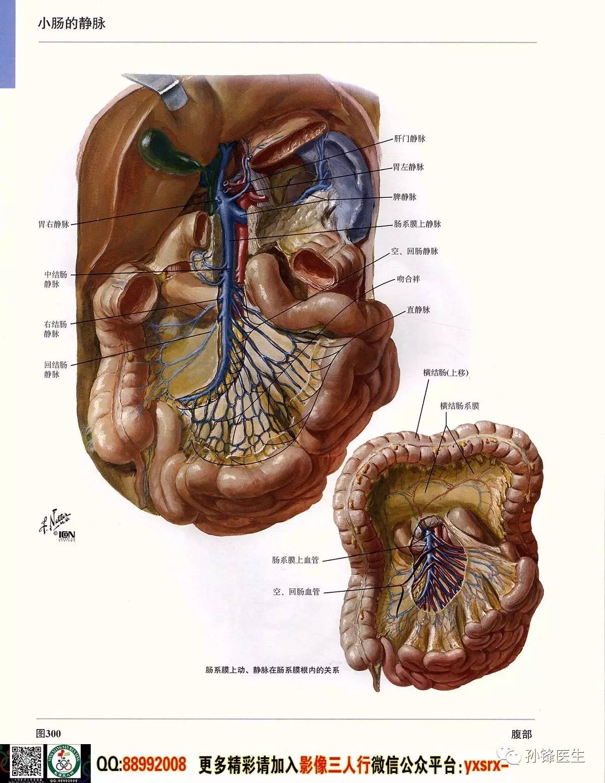 医学干货|超高清的《奈特人体解剖彩色图谱 腹部》(下)
