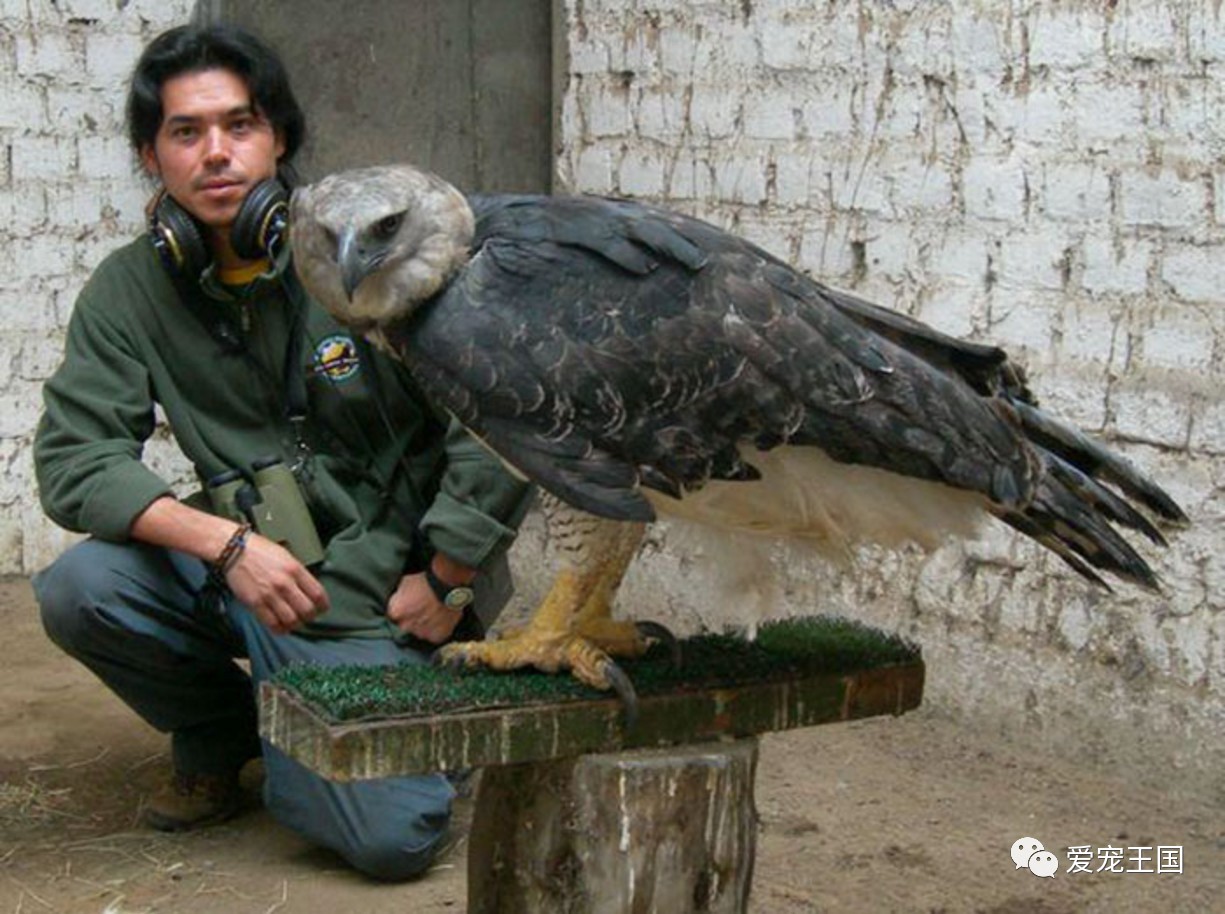 目前世界上最大的鹰
