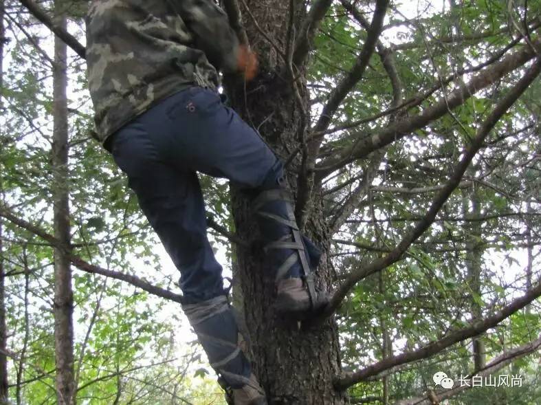 长白山周边林区又到了收获红松籽的季节,传统收获松塔的方法是人爬到