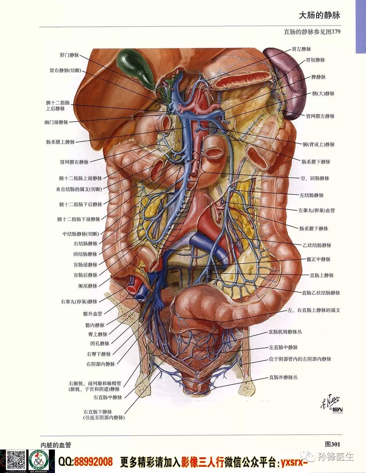 医学干货|超高清的《奈特人体解剖彩色图谱 腹部》(下)