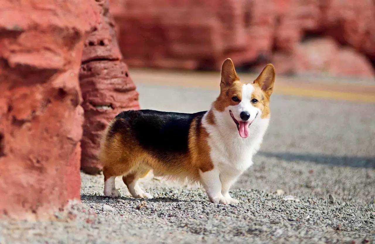 威尔士柯基犬