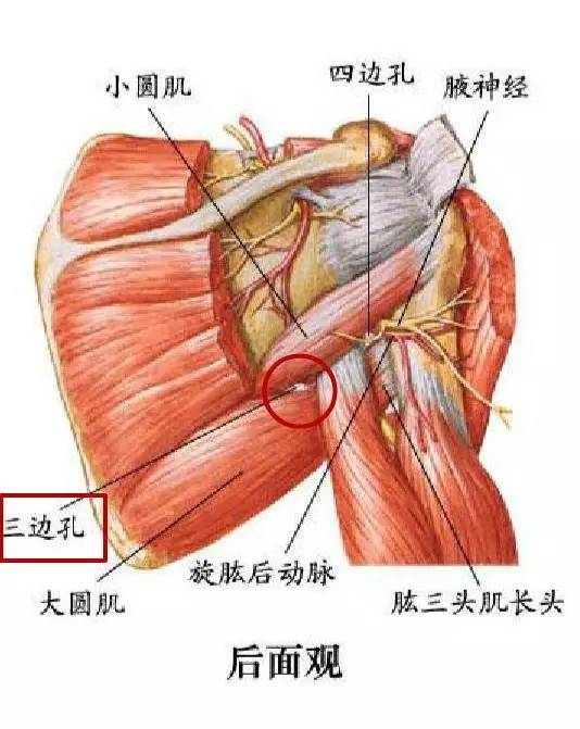 颊针疗法丨手麻疼痛的原因分析(一)