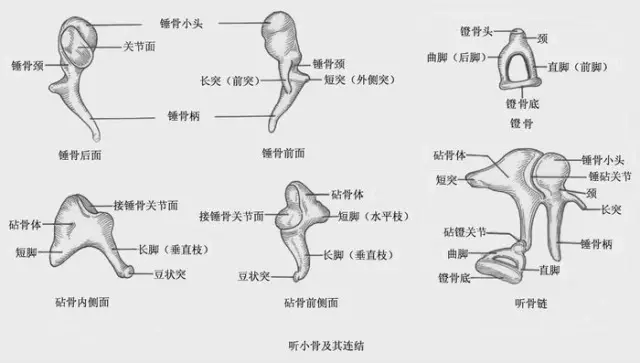 听骨(听小骨)是人体中最小的一组骨,共三块,即锤骨,砧骨