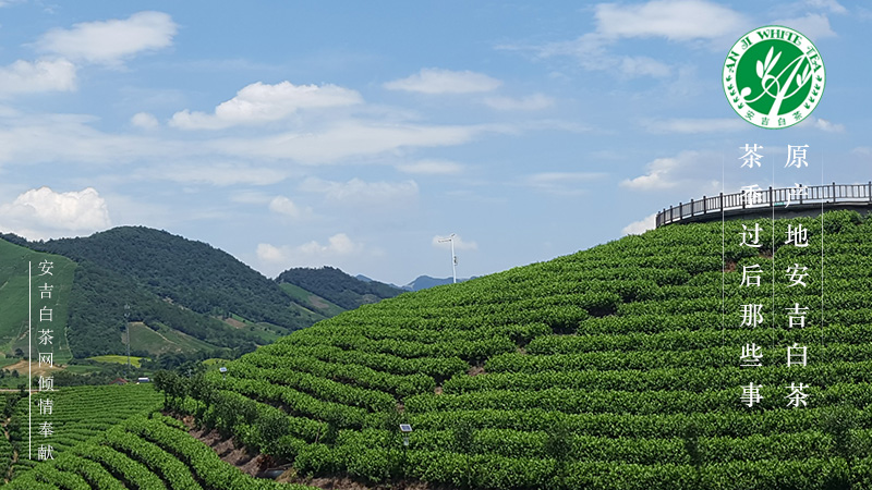 安吉溪龙乡万亩茶园安吉徐村湾白茶园我在安吉,我是安吉白茶小李 微