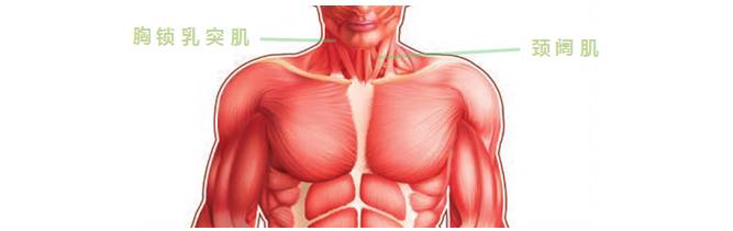 颈肩拉伸必学技能舒缓肌肉僵硬与酸痛提升你的柔韧性