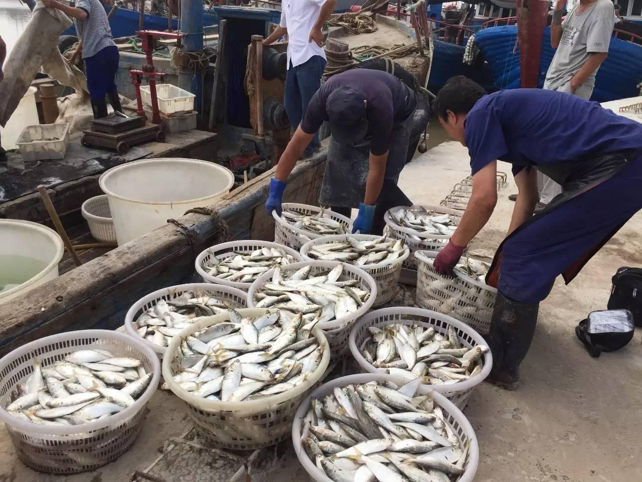 开渔了第一波海鲜已经登陆沧州黄骅馋死