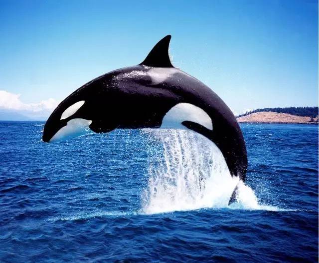 虎鲸—自然界的歌声捕猎手