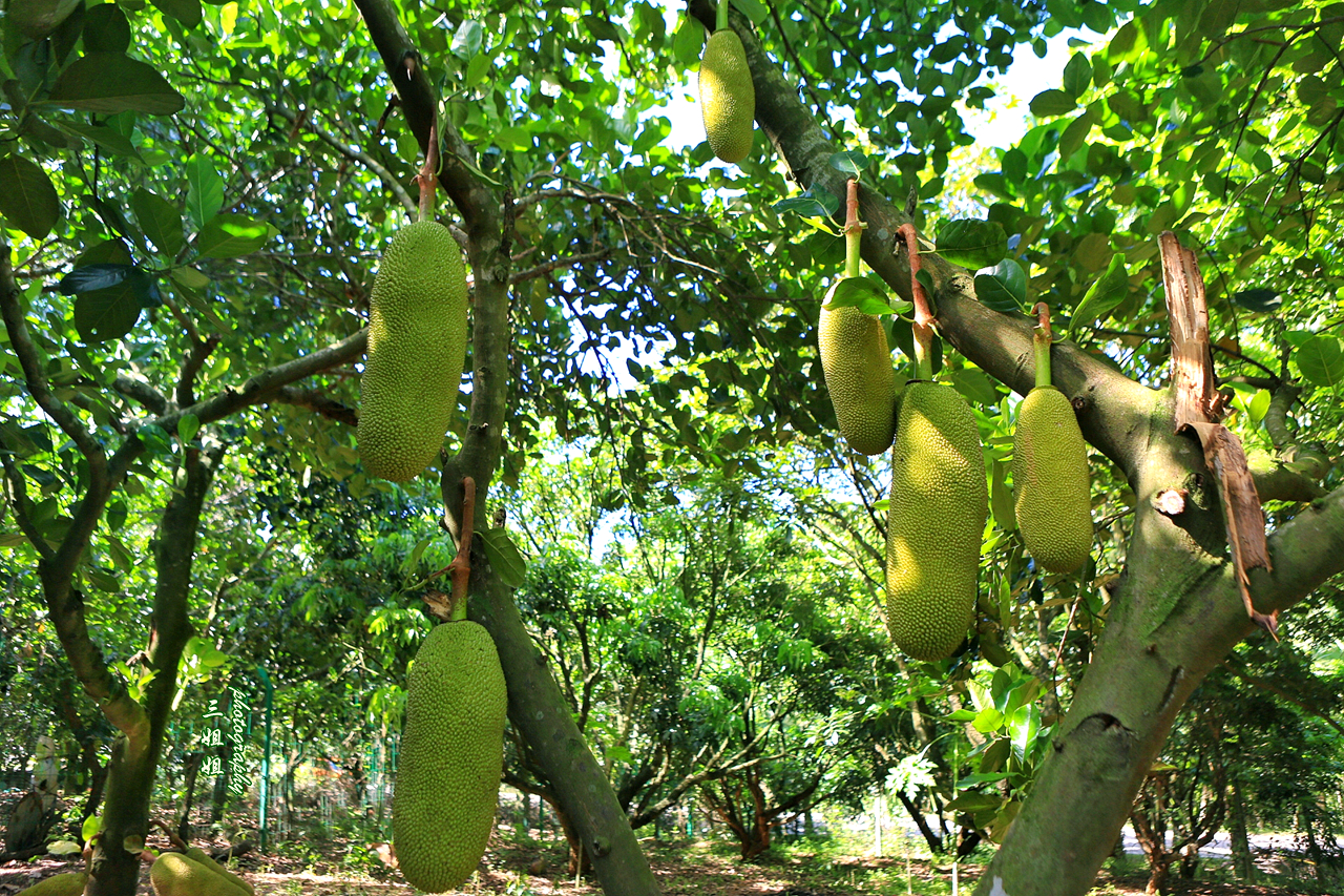 超过 100 张关于“Jackfruit Jackfruit”和“菠萝蜜”的免费图片 - Pixabay