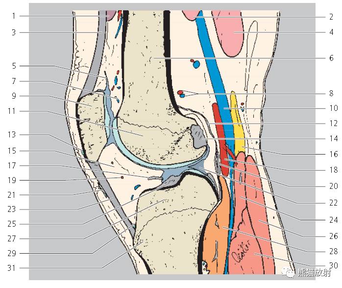 解剖膝关节mri冠矢状双语